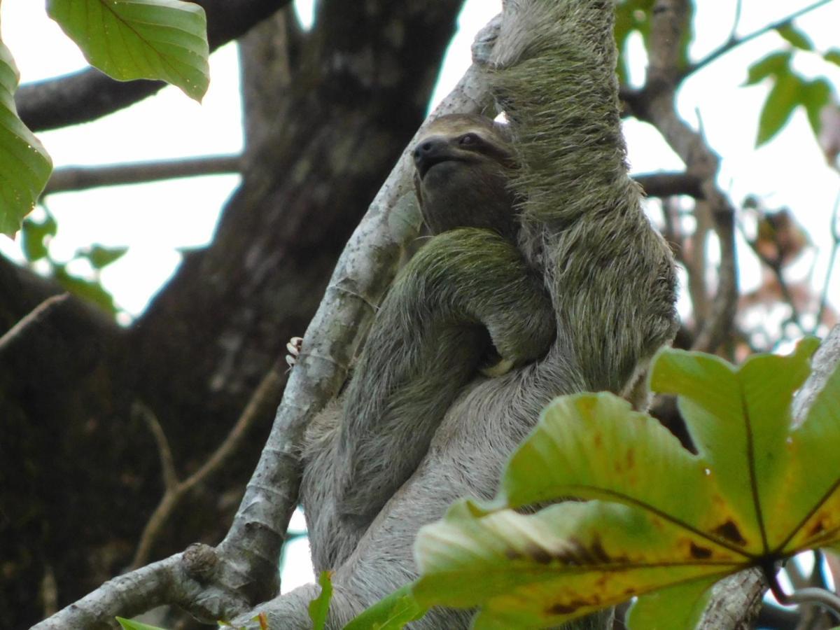 Guayabo Lodge Santa Cruz  Kültér fotó