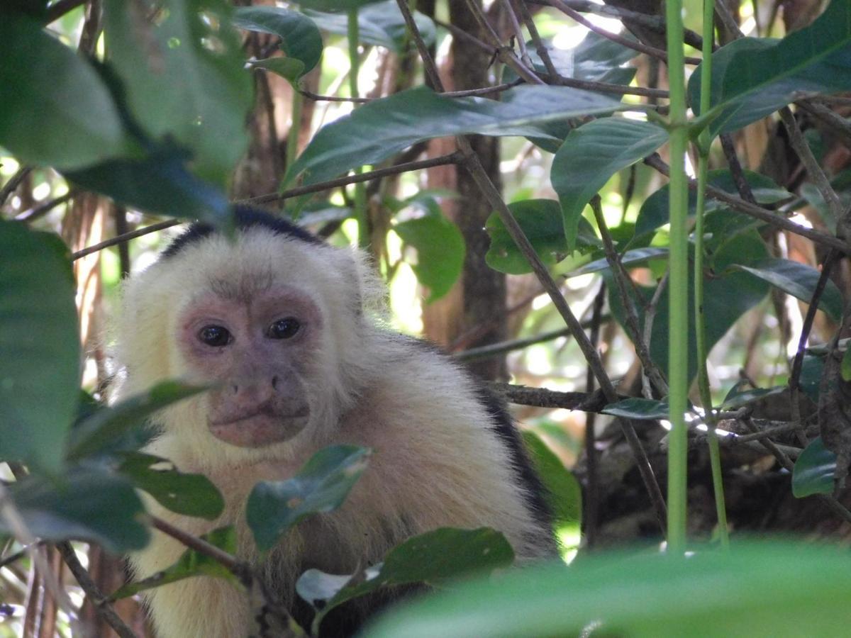 Guayabo Lodge Santa Cruz  Kültér fotó