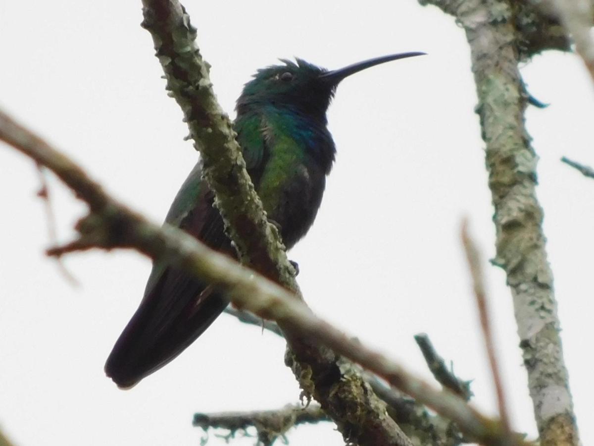 Guayabo Lodge Santa Cruz  Kültér fotó